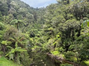 Forgotten World Highway goes through sparsely populated forested area